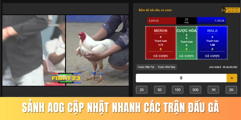 Sảnh AOG cập nhật nhanh các trận đấu gà